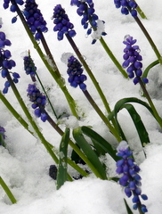 Hyacinths in Snow